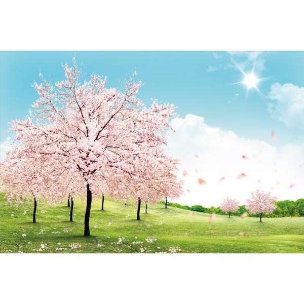 봄배경현수막 들판 벚꽃나무 482-칭찬나라큰나라