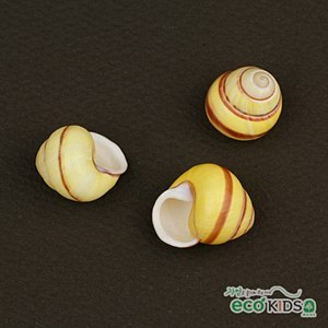 [조개-5] yellow snail -옐로우 스네일--칭찬나라큰나라