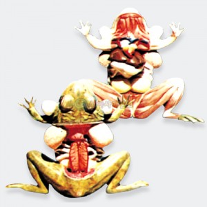 개구리 해부 모형-칭찬나라큰나라