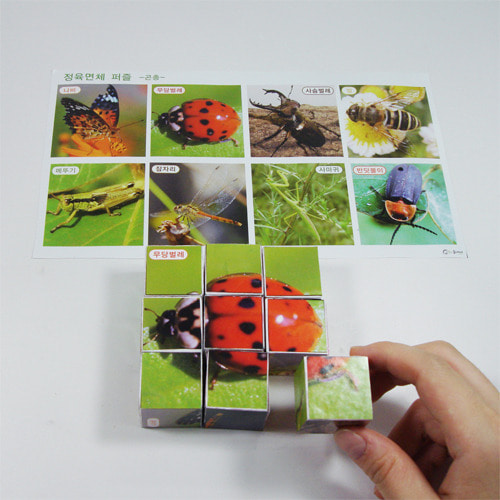 정육면체 퍼즐-곤충[5인용]-칭찬나라큰나라