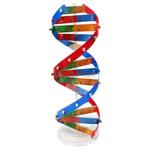 DNA 이중나선 모형만들기 (1인용 포장)-칭찬나라큰나라